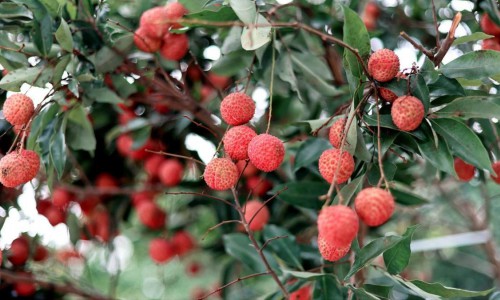 荔枝怎么存？卡萨帝冰箱存7日堪比现摘